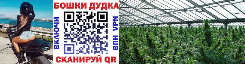MEGA Коряжма Бошки Шишки план